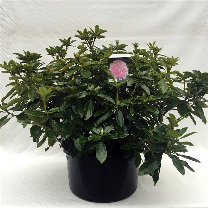 <h4>Rhodo. 'Albert Schweitzer' pink spot</h4>