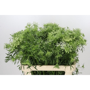Ammi Majus Graceland