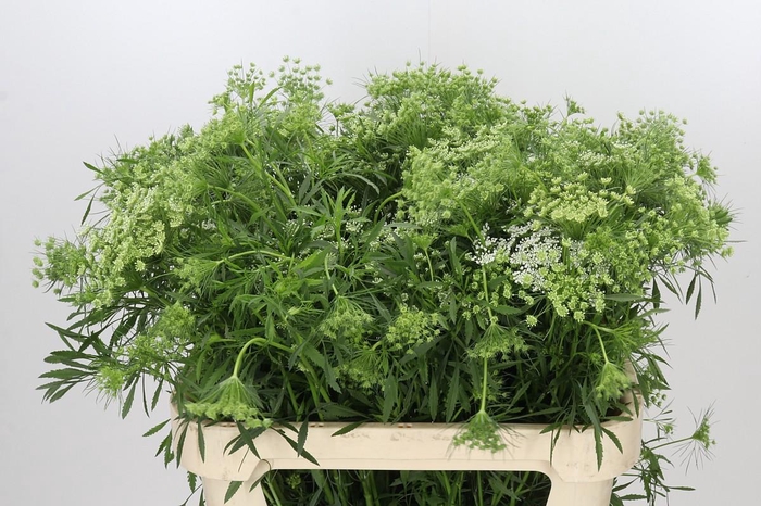 <h4>Ammi Majus Graceland</h4>