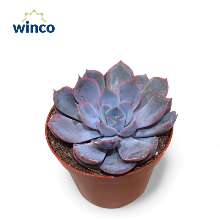 <h4>Echeveria Amore</h4>
