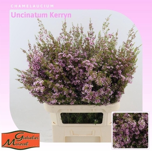 Chamelaucium uncinatum 'Kerryn'