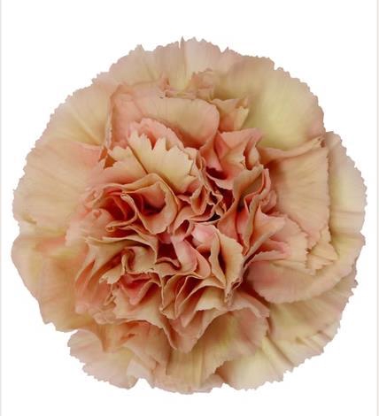 <h4>Di St Honey</h4>