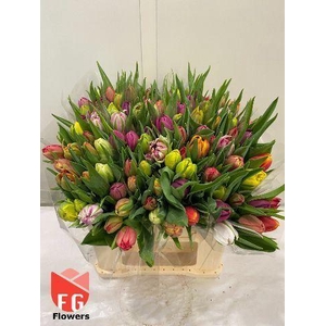 TU DUB GEMENGD IN BOS PLASTIC,32 GR