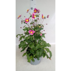 Anemone hybrida 'Mont-rose'