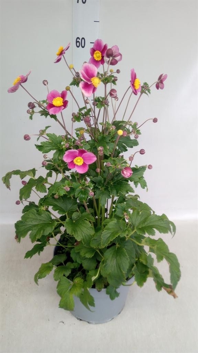<h4>Anemone hybrida 'Mont-rose'</h4>