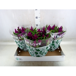 Celosia arg. SP 'Intenz'