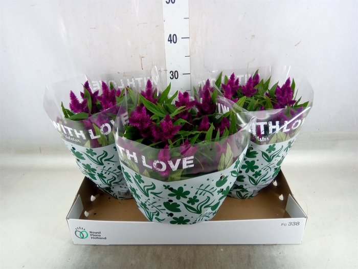 <h4>Celosia arg. SP 'Intenz'</h4>