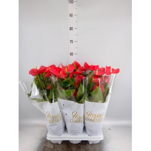 Anthurium andr. 'Casparo'