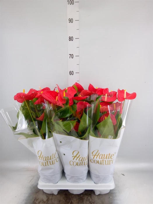 <h4>Anthurium andr. 'Casparo'</h4>