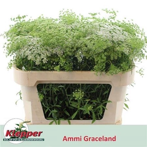 Ammi Majus Graceland
