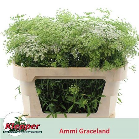 <h4>Ammi Majus Graceland</h4>