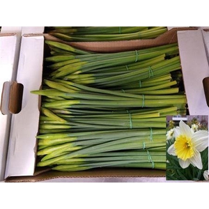 Narc G Ice Follie Bs