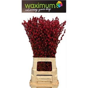 Salix Wilgenkatjes Rood