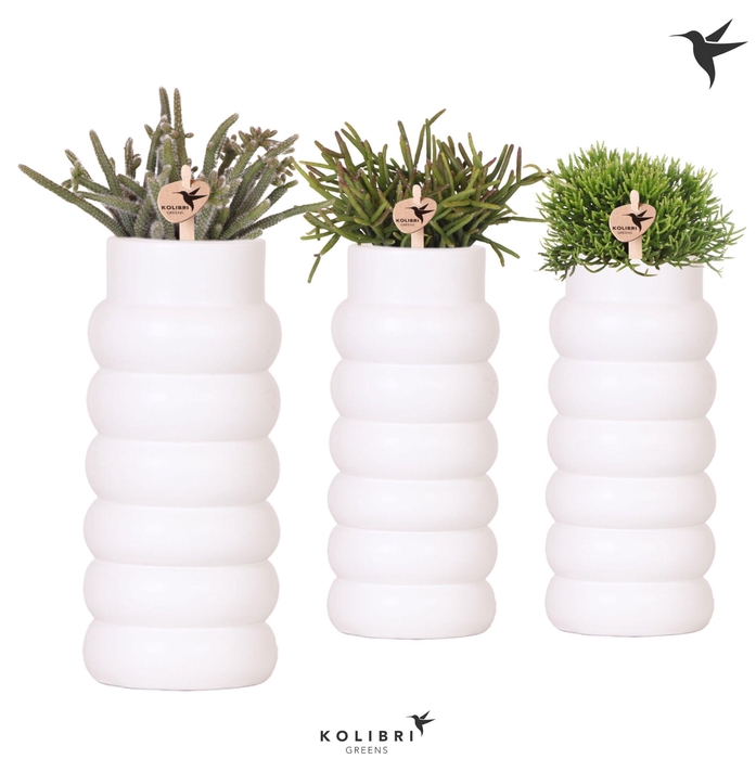 <h4>Kolibri Greens Rhipsalis mix in Bubble Fall pot white</h4>