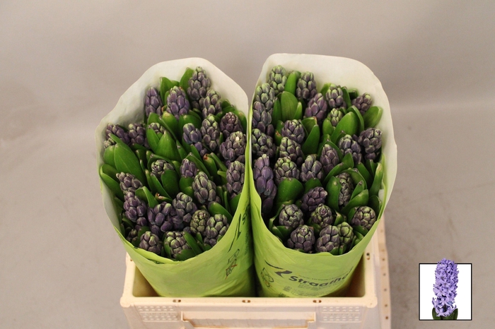 <h4>HYAC DELFT BLUE</h4>