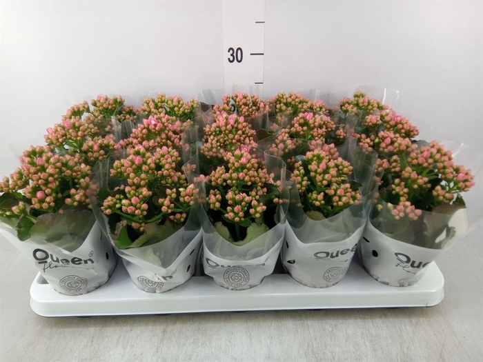 <h4>Kalanchoe  'Claraq2'</h4>
