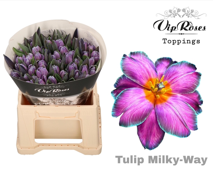 <h4>Tu En A Milky Way</h4>