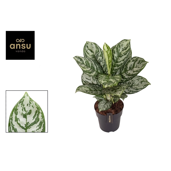 <h4>Aglaonema Jungle Silver</h4>