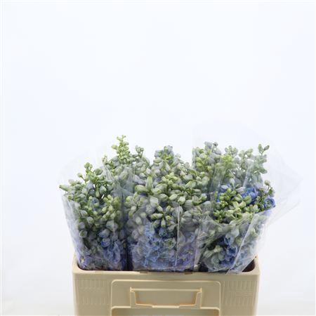 <h4>Delphinium Double Aurora Light Blue</h4>