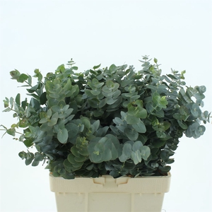 Euca Cinerea Per Bunch 300 Gram Z A