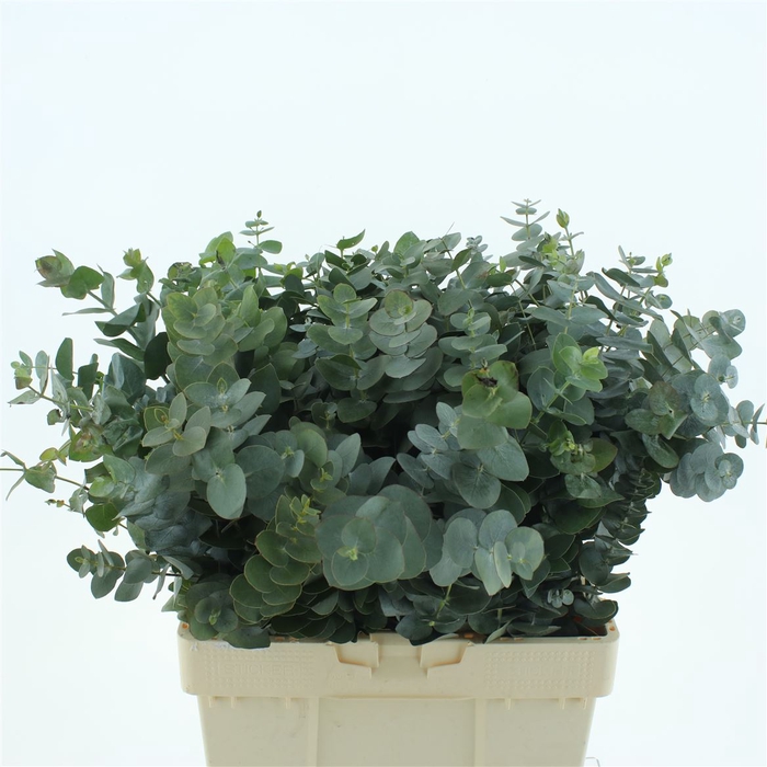 <h4>Euca Cinerea Per Bunch 300 Gram Z A</h4>