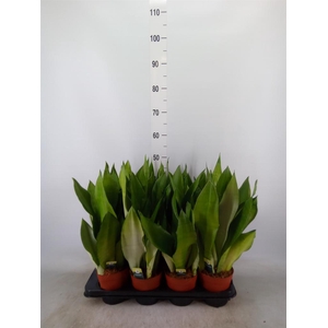 Sansevieria trifa. 'Moonshine'