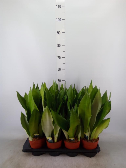 <h4>Sansevieria trifa. 'Moonshine'</h4>