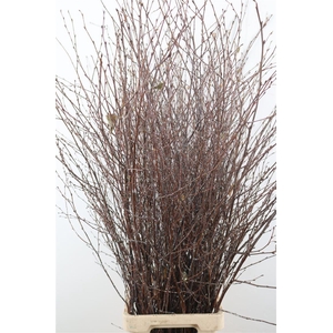 Berk Lang Gl Naturel Pbs