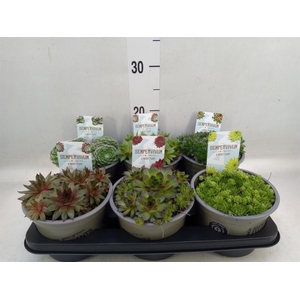Sempervivum   ...mix