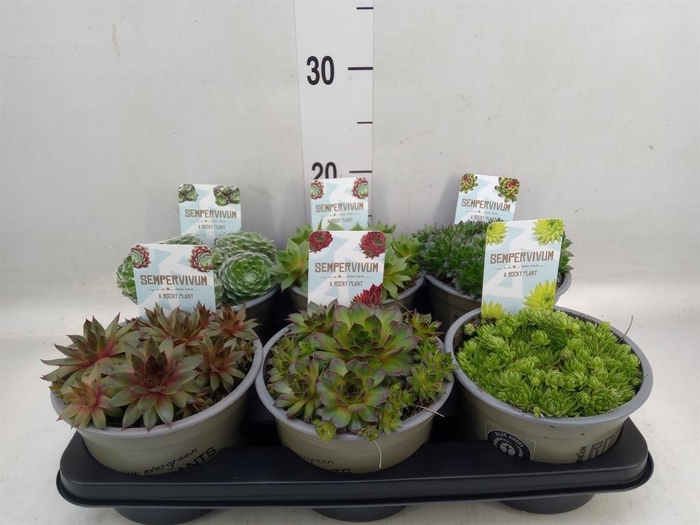 <h4>Sempervivum   ...mix</h4>