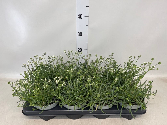 <h4>Gypsophila   ...</h4>