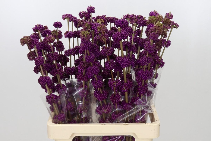 <h4>Callicarpa Bodinieri Var Giraldii</h4>
