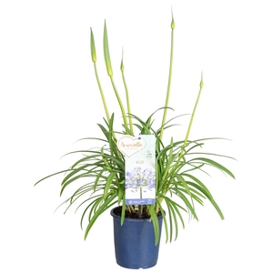 Agapanthus Amourette Superb