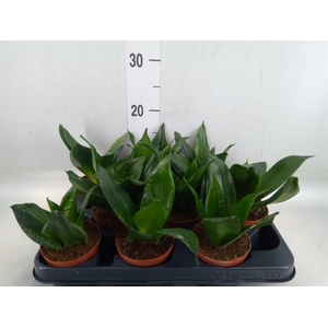 Sansevieria trifa. 'Hahnii'