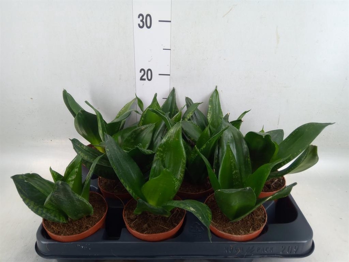 <h4>Sansevieria trifa. 'Hahnii'</h4>