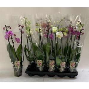 PHAL GEM