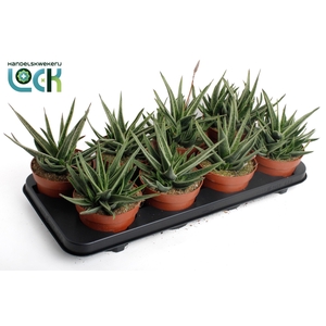 Gasteria Doreen