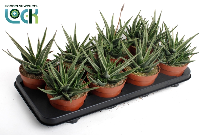 <h4>Gasteria Doreen</h4>