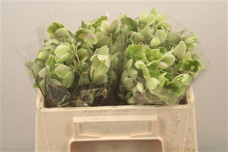 <h4>Helleb Magnificent Bells</h4>