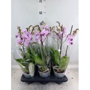 Phalaenopsis multi.   ...rose