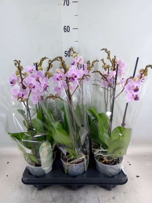 <h4>Phalaenopsis multi.   ...rose</h4>