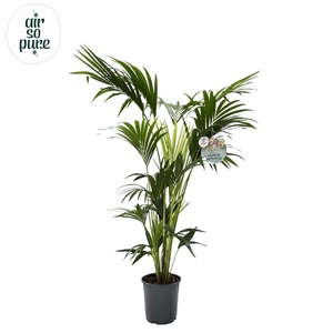 KENTIA - P24 H160 - 6PP - Air So Pure (howea forsteriana)