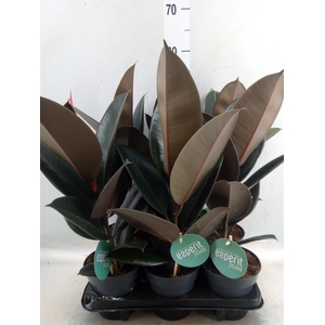 Ficus elastica 'Abidjan'