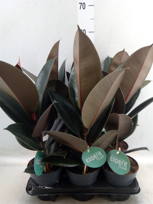 <h4>Ficus elastica 'Abidjan'</h4>