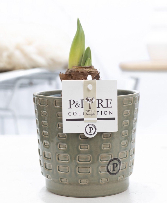 <h4>Hippeastrum white in P&PURE Floor ceramics green</h4>