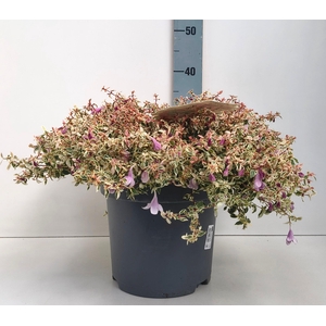 ABEL GRANDIFLORA