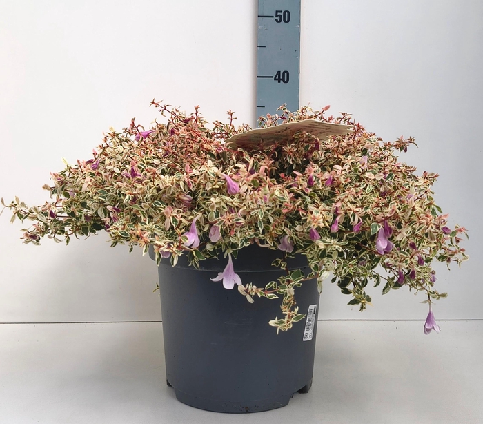 <h4>ABEL GRANDIFLORA</h4>