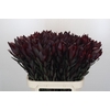 Leucadendron Saf Sunset Dark R.