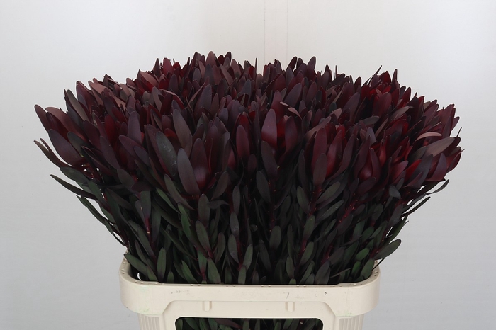 Leucadendron Saf Sunset Dark R.