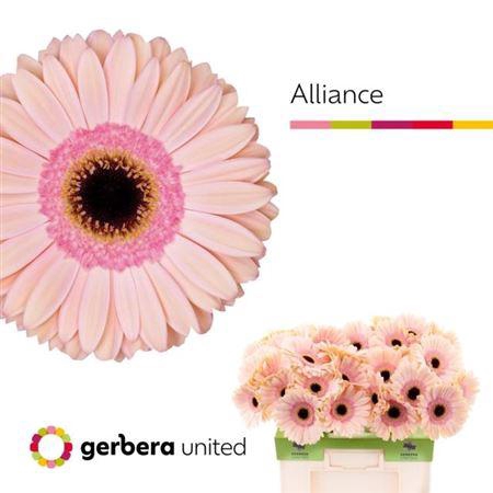 <h4>Ge Gr Alliance</h4>